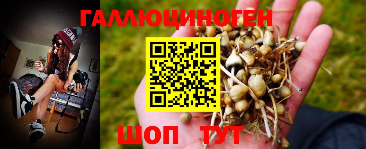 Асино  Псилоцибиновые грибы GOLDEN TEACHER  Вход с VPN 